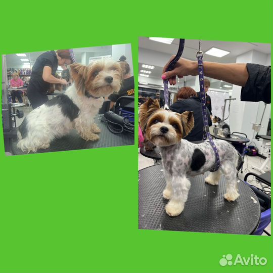 Стрижка собак и кошек Брянск,Карачев