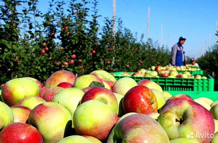 Сборщик на вахту