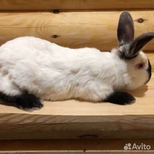 Продажа кроликов