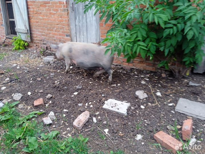 Свиноматка.; Поросенок