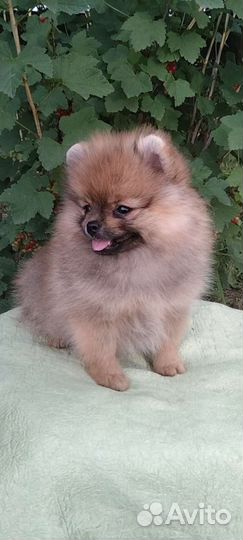 Мини девочки