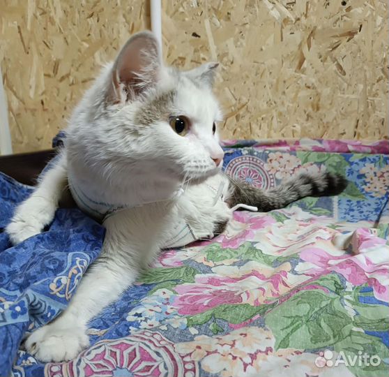 Очень ласковая кошечка