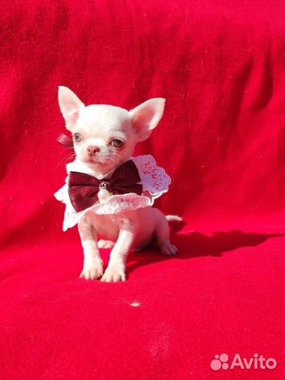 Курносик Чихуахуа мини