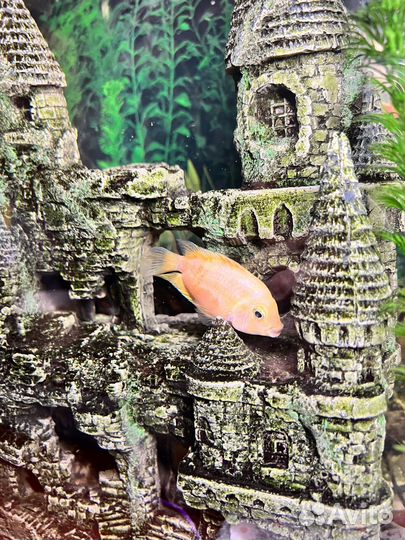 Аквариум вместе с содержимым