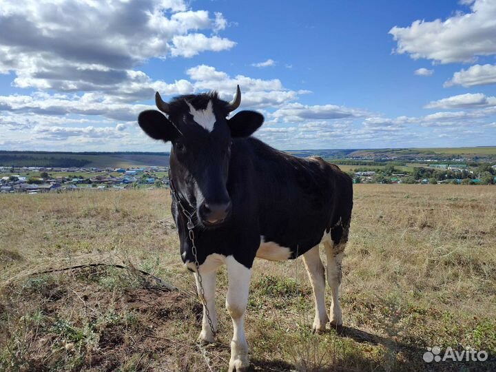 Стельная нетель