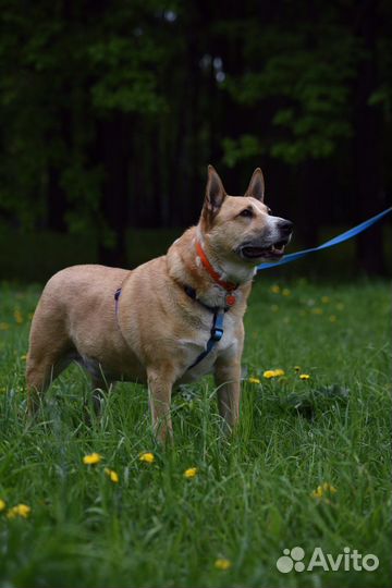 Собака в дрбрые руки