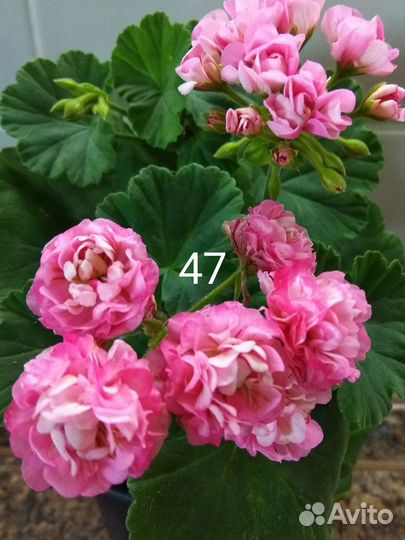 Пеларгонии сортовые