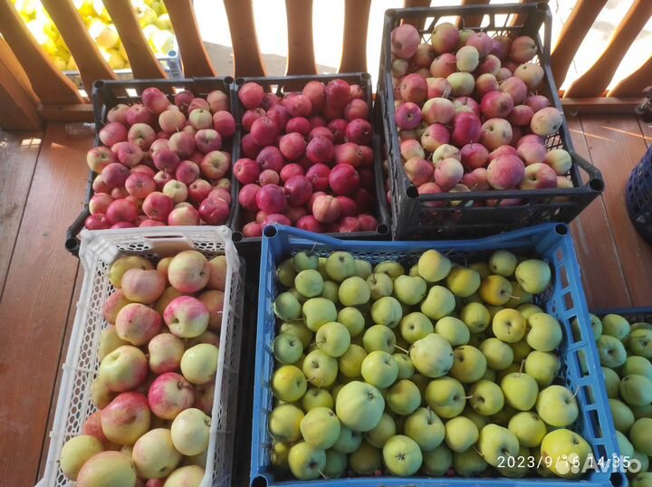 Яблоки домашние