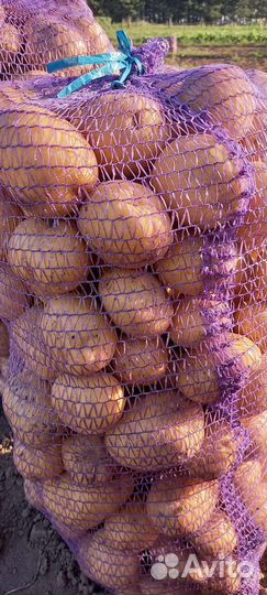 Продам картофель коломбо