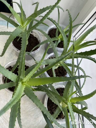 Алоэ столетник