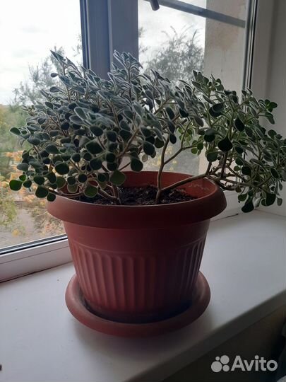 Продаётся дерево любви