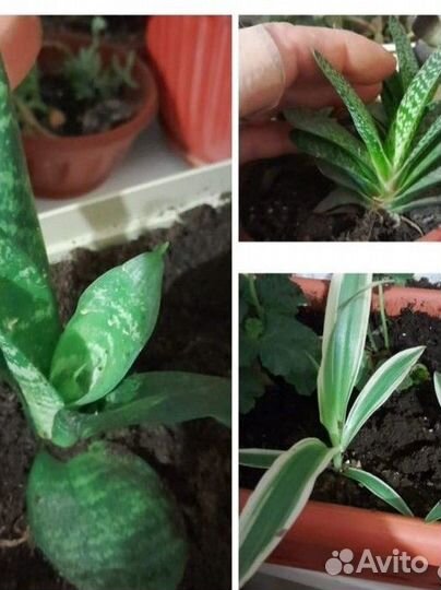 Комнатные растения цветы бесплатно