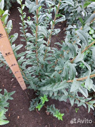 Бирючина на живую изгородь