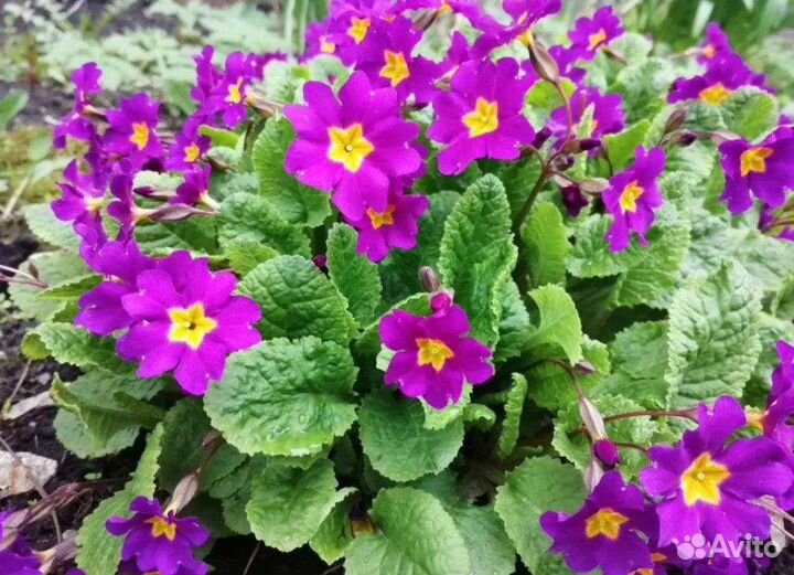 Цветы по 70: физалис, примула, барвинок и др