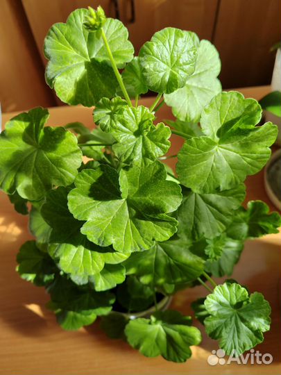 Герань пеларгония розебудная