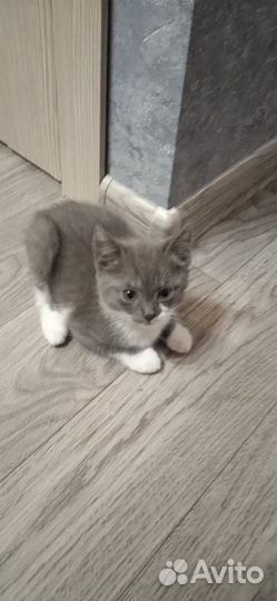 Подарю котят