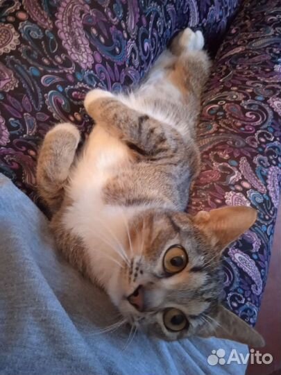 Самая ласковая кошка на свете