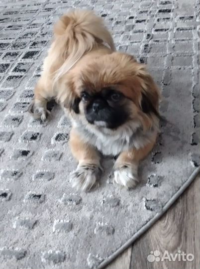 Щенки пекинеса