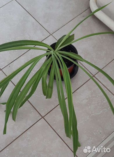 Хлорофитум