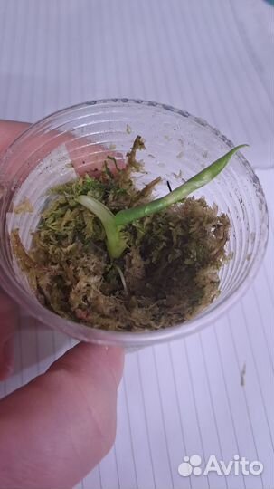 Алоказия фрайдек вариегатная