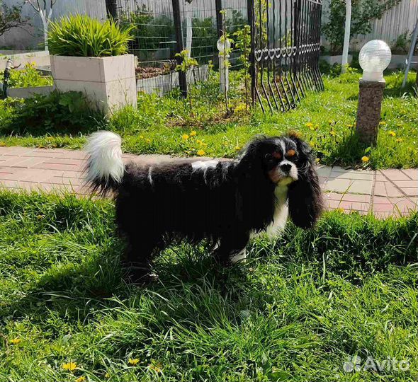 Кавалер кинг чарльз спаниель вязка