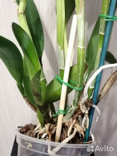 Potinara burana beauty