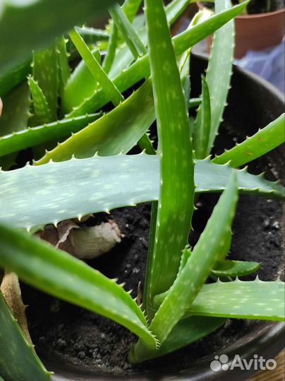 Диффенбахия, алоэ вера, алоэ, рипсалис