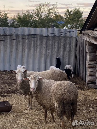 Продам овец с ягнятами на племя