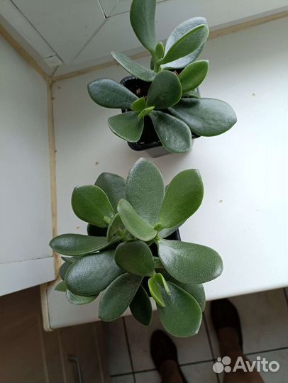 Толстянка, традесканция розовая, алоэ лечебный