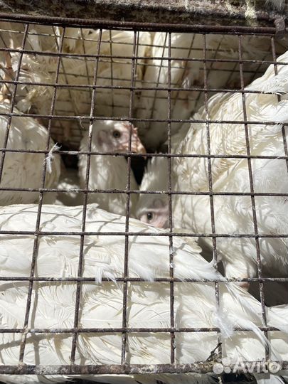 Куры молодки несушки продажа оптом