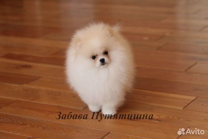 Шпиц шикарный мишка