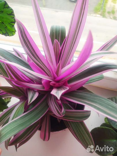 Традесканция розовая