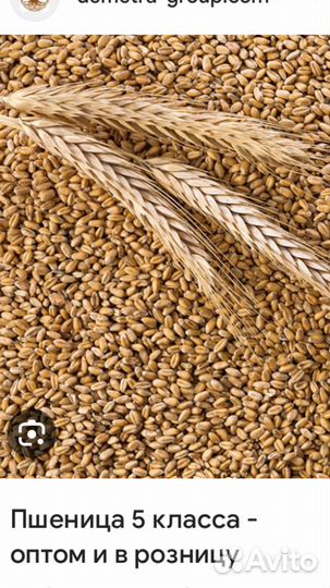 Продам пшеницу зерно