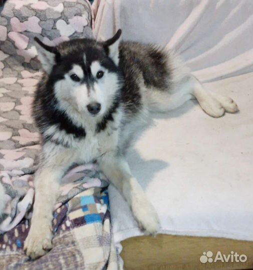 Сибирский хаски