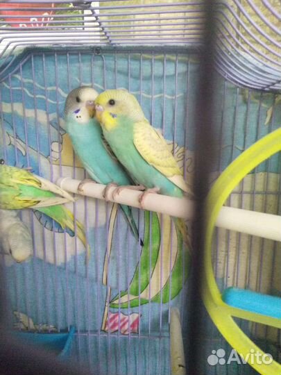 Волнистый попугай