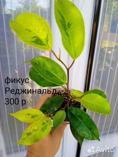 Сортовые фикусы. часть 3