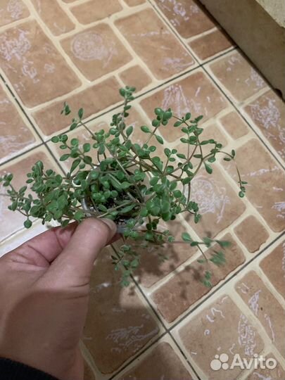 Суккуленты разные