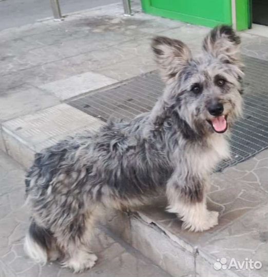 Маленькая собака в добрые руки