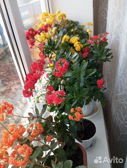 Каланхоэ Каландива