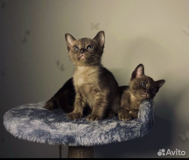 Котята европейской бурмы