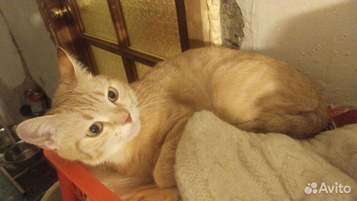 Кошек в дар