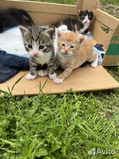 Котята