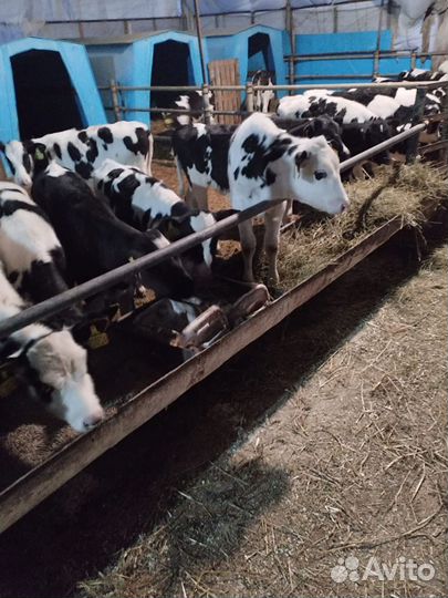 Телята мясной породы бычки