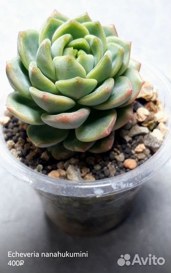 Эхеверии 2