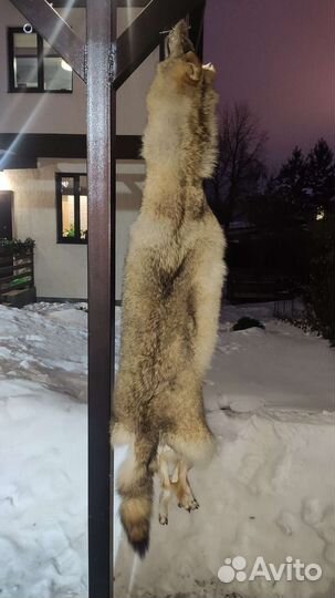 Шкура волка