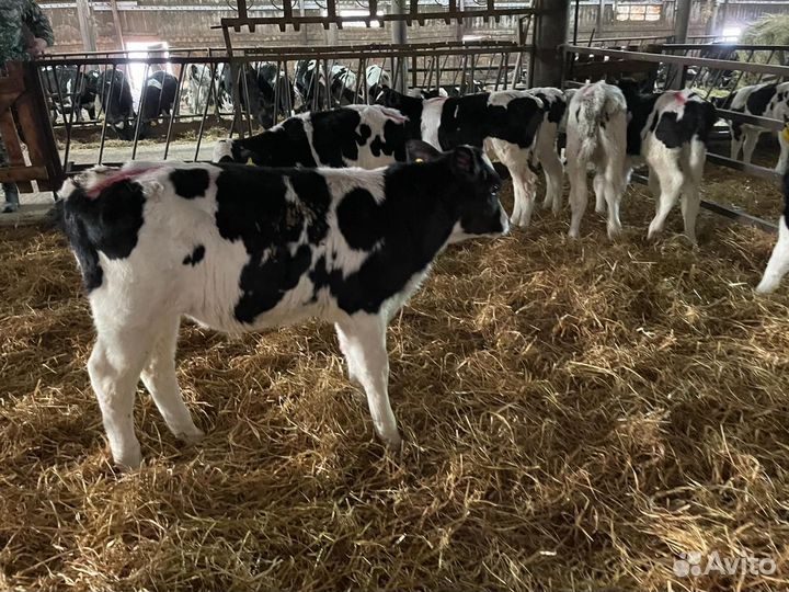 Бычки на откорм