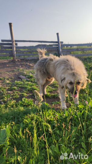 Кавказская овчарка