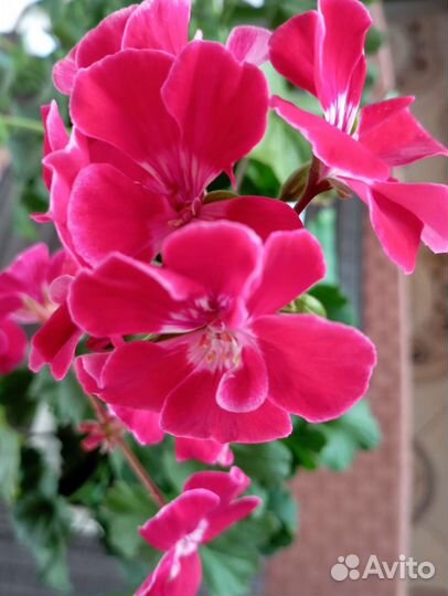 Черенки домашних цветов