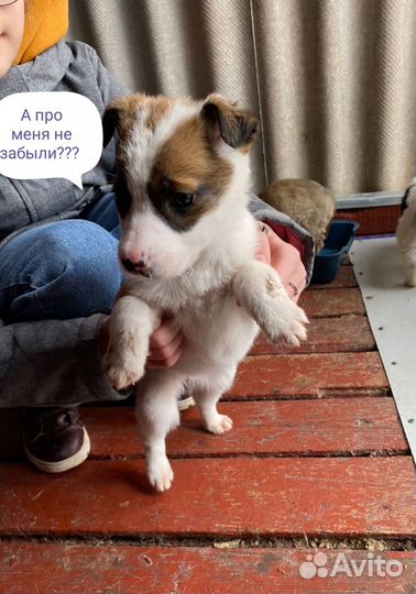 Собаки бесплатно в добрые руки