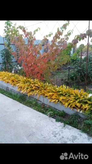 Многолетние садовые цветы